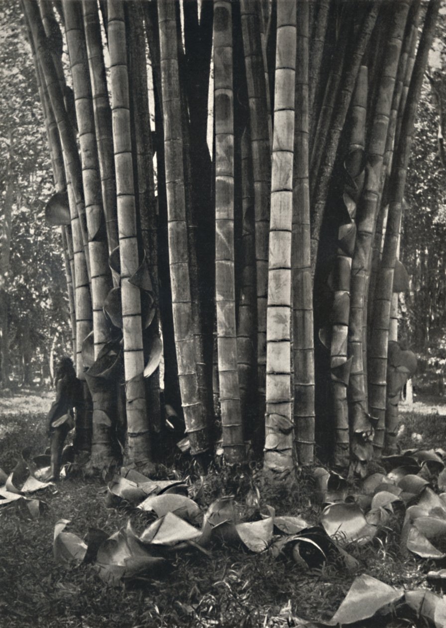 La parte inferior de los tallos de una planta de bambú gigante en Peradeniya, 1926 de Unbekannt
