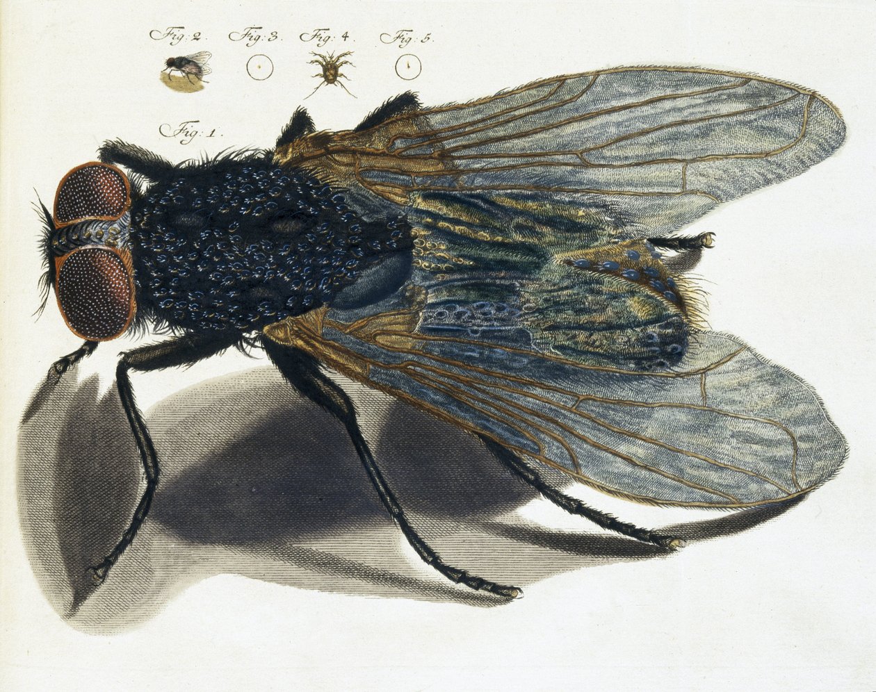 Descripción al microscopio de una mosca de Unbekannt