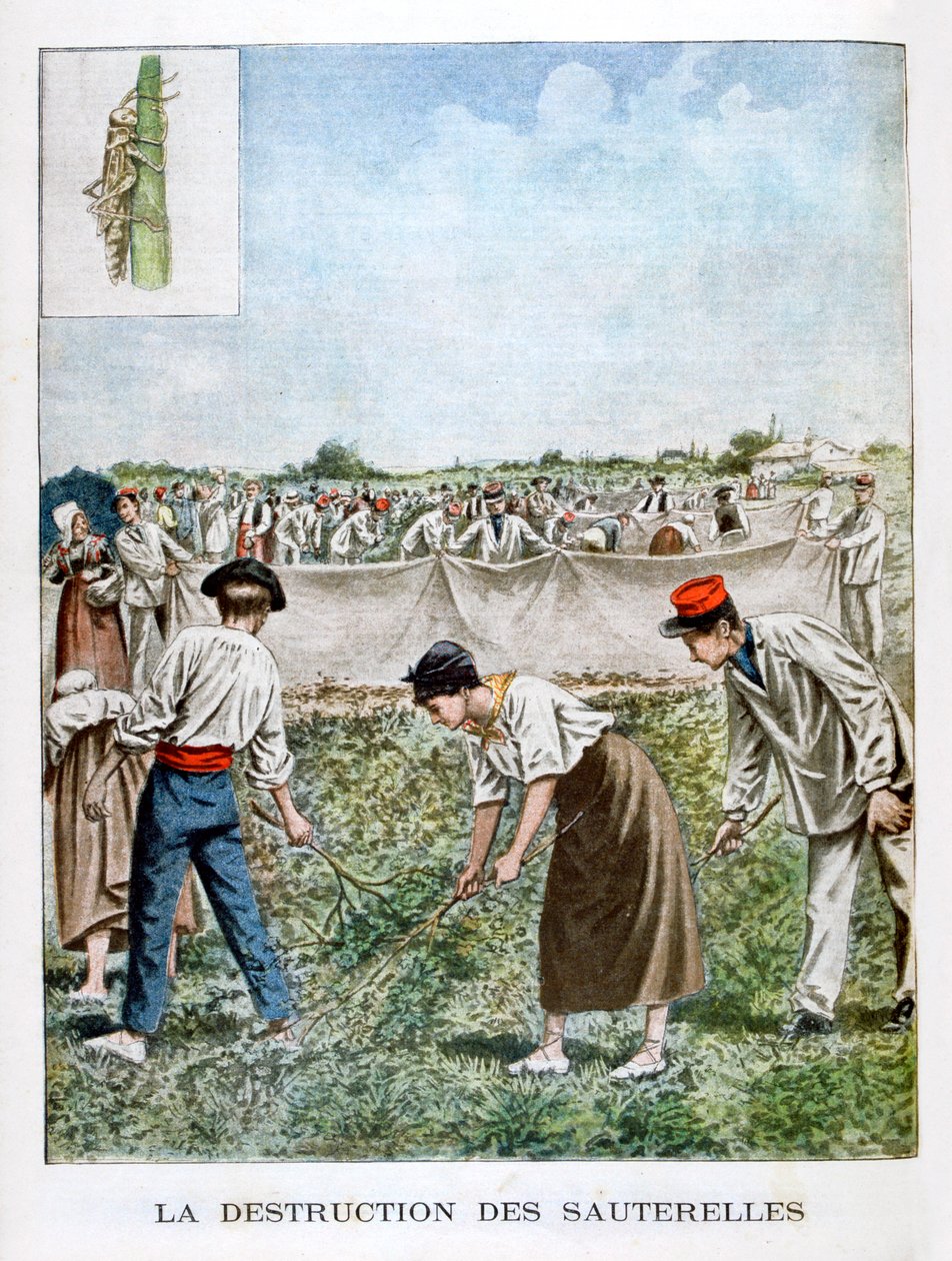 Destruyendo el saltamontes, 1901 de Unbekannt