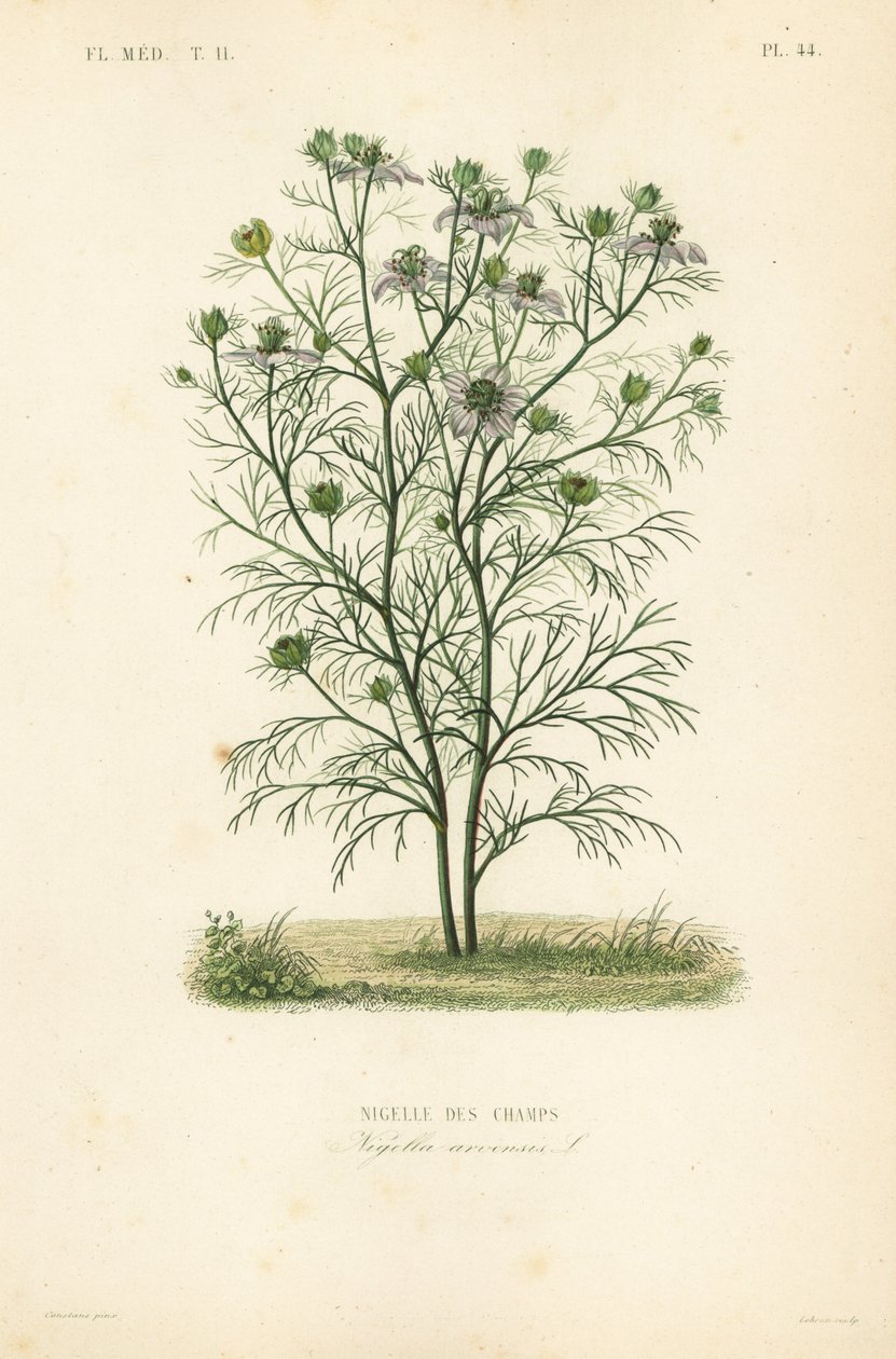 Nigella arvensis de Unbekannt