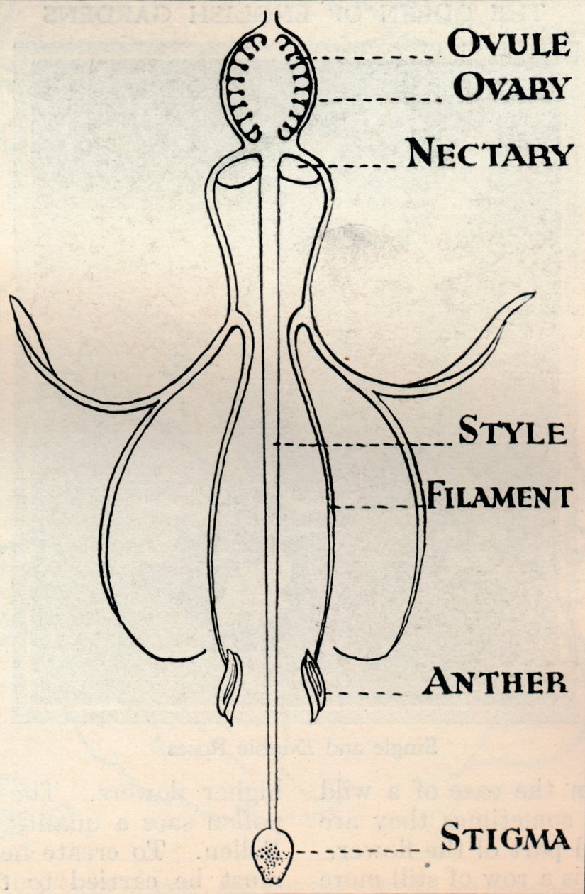 Diagrama de una flor de fucsia, mostrando el mecanismo empleado para producir semillas, c1934 de Unbekannt
