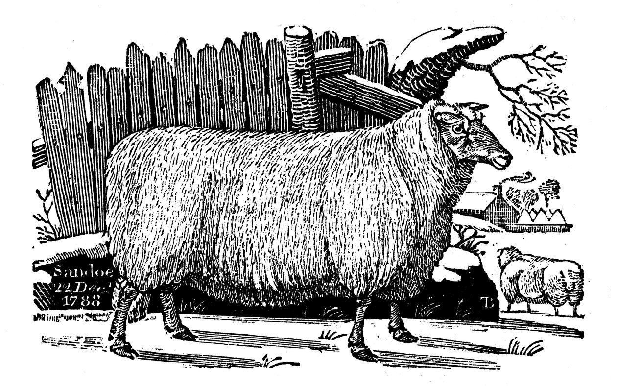 Ovejas Dishley New Leicester, 1811 de Unbekannt