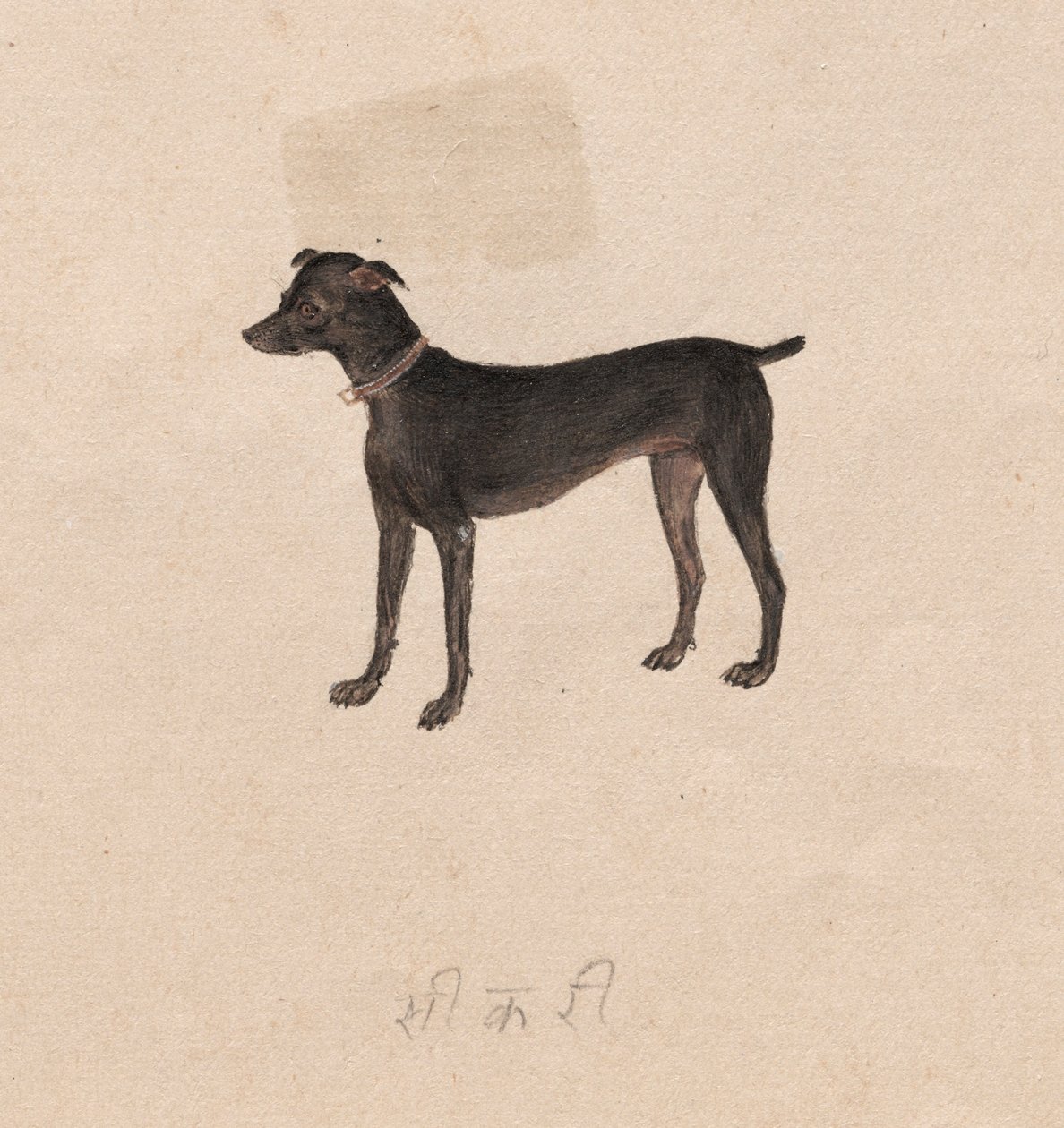 Perro, 1800s de Unbekannt