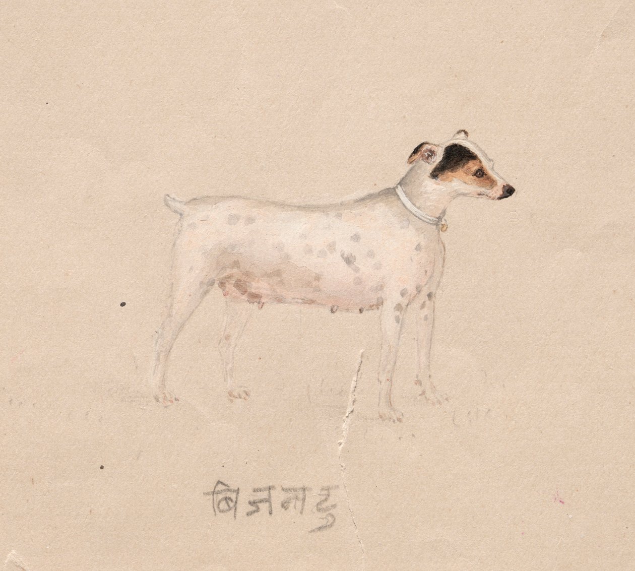Perro, 1800s de Unbekannt
