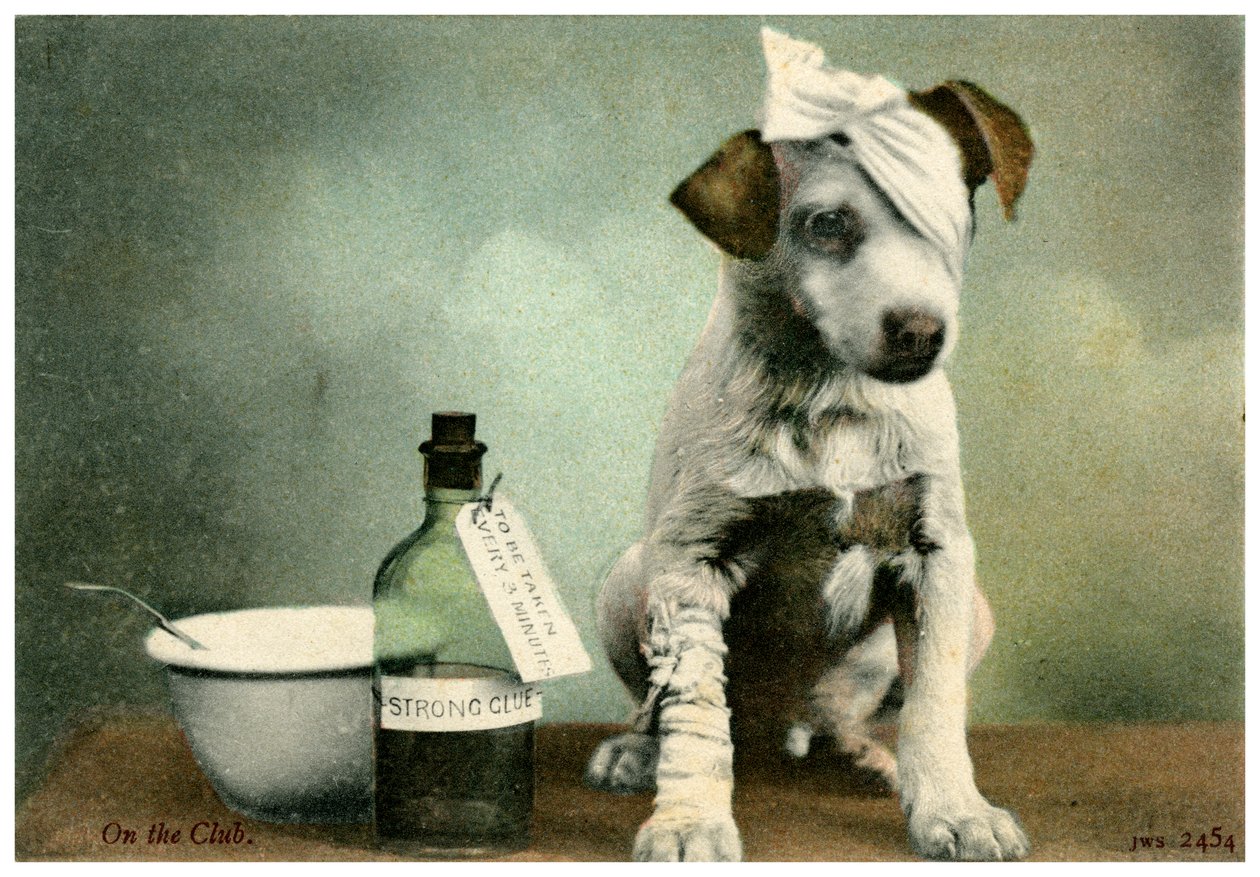 Perro vendado de Unbekannt