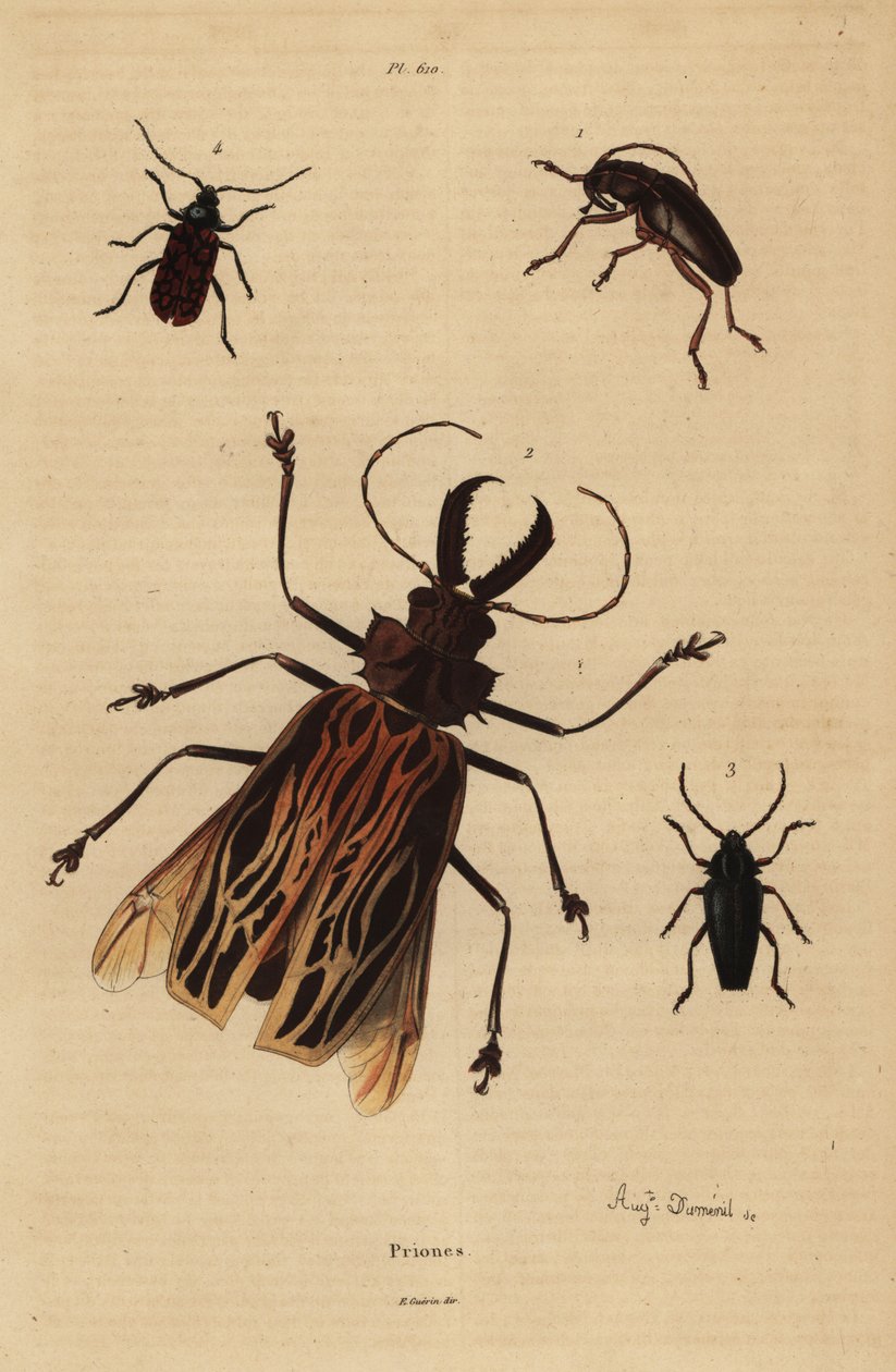 Dorysthenes paradoxus 1, Macrodontia cervicornis, vulnerable 2, Elateropsis lineatus 3 y Prionus versicolor 4 de Unbekannt
