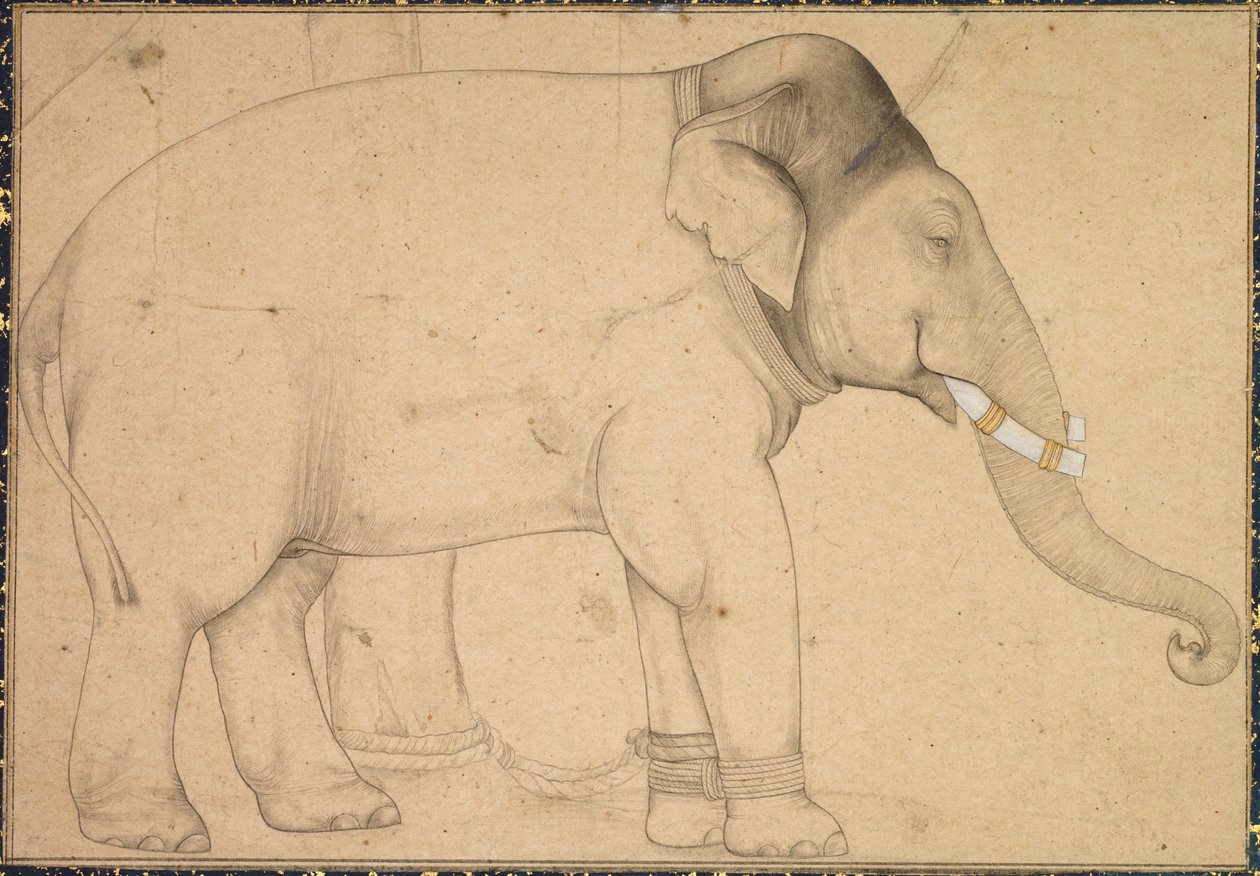 Dibujo de un elefante, c. 1700 de Unbekannt