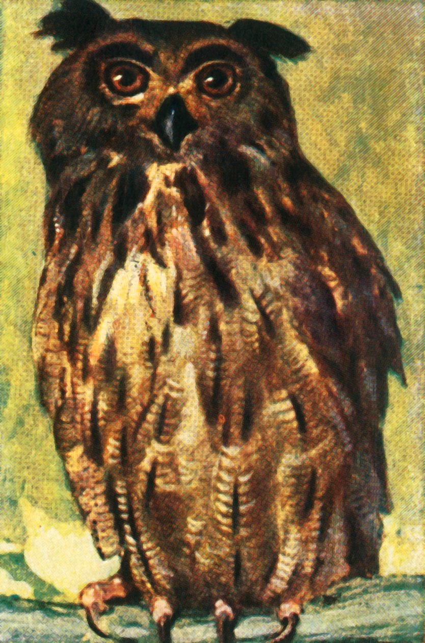 Búho real, c. 1928 de Unbekannt