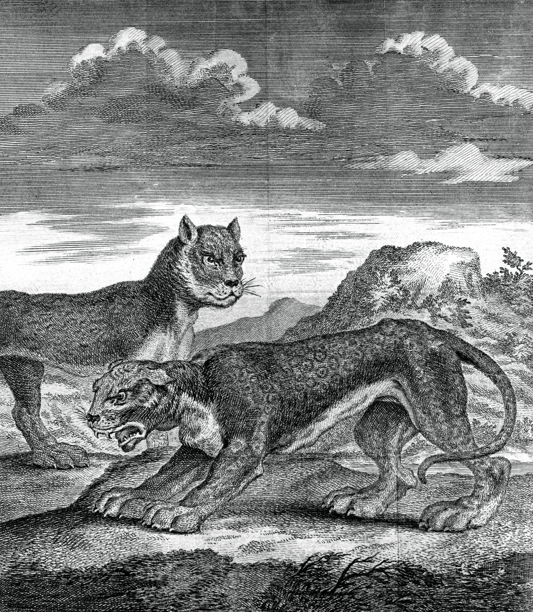 Leopardo de la India Oriental, 1750 de Unbekannt