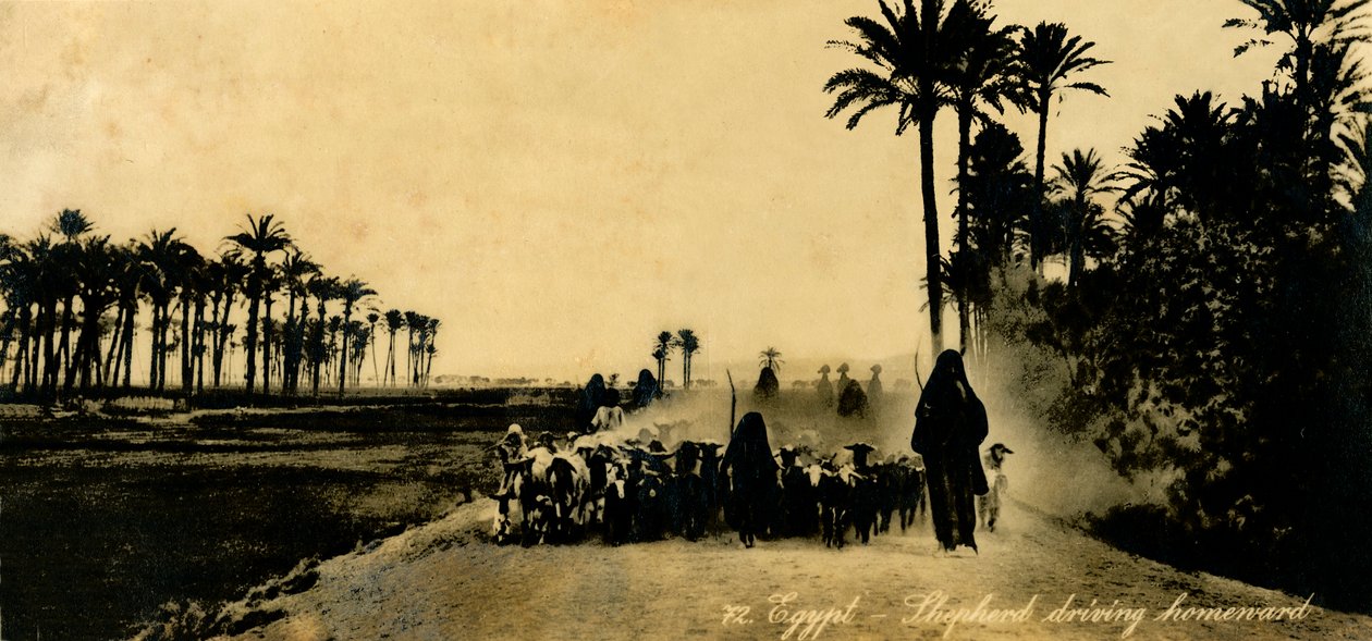 Egipto - Pastor conduciendo a casa, c1918-c1939 de Unbekannt