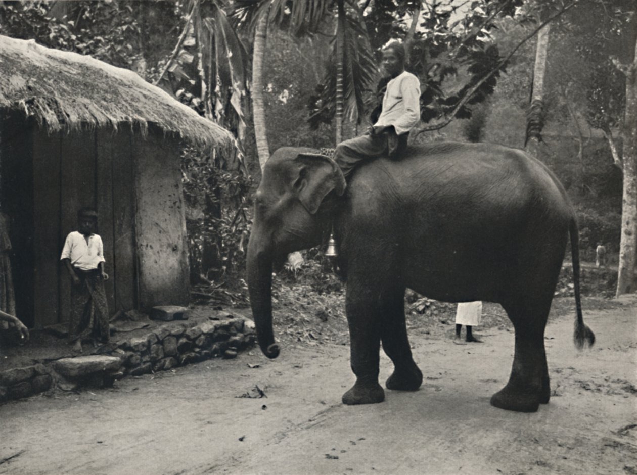 Elefante en un camino cerca de Kandy, 1926 de Unbekannt