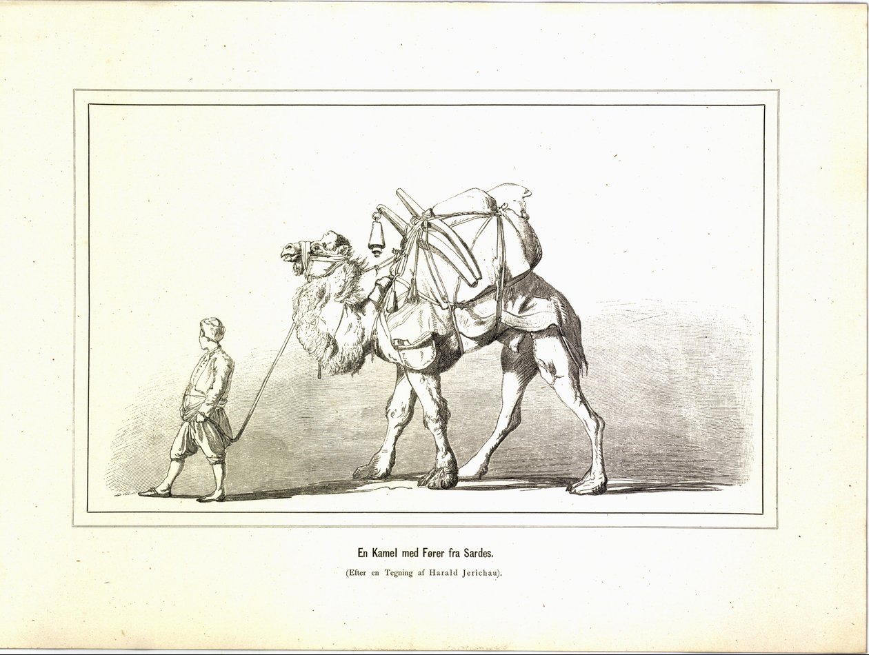 Un camello con guía de Sardes. Ilustración del libro Brogede rejsebilleder de Jerichau-Baumann, Elisabeth y publicado por Forlagsbureauet (Copenhague, 1881) de Unbekannt