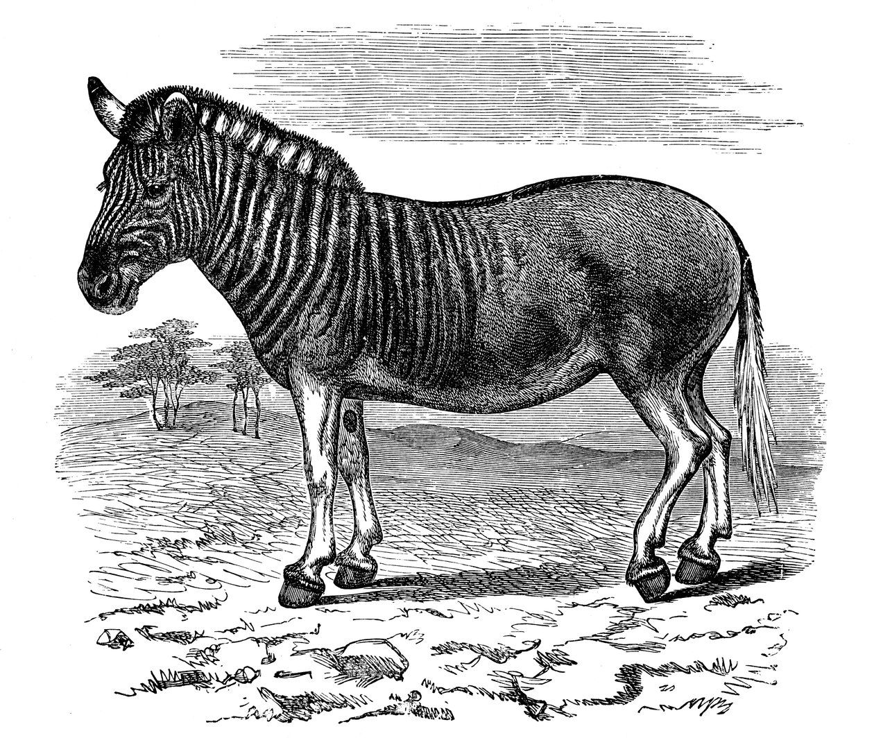 Grabado de una quagga, 1893 de Unbekannt