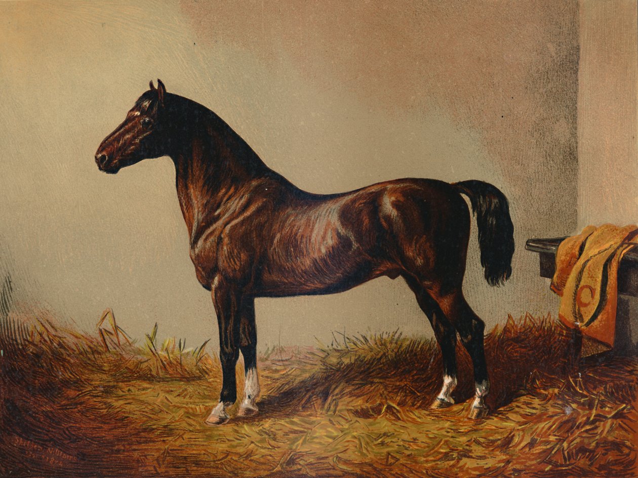 Pony Hack Don Carlos entero, c1897 de Unbekannt
