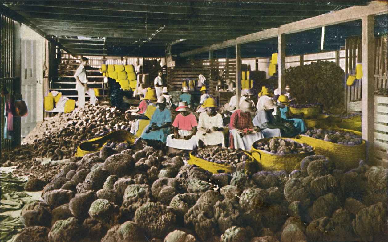 Esfakis - Casa de Empaque de Esponjas - Nassau, Bahamas, c1930s de Unbekannt