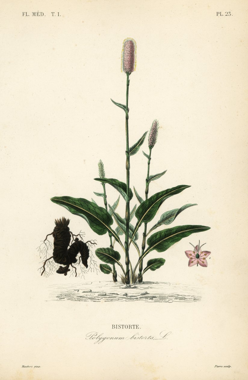 Bistorta europea, Persicaria bistorta de Unbekannt