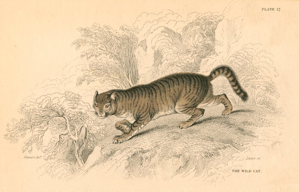 Gato montés europeo Felis silvestris, 1828 de Unbekannt