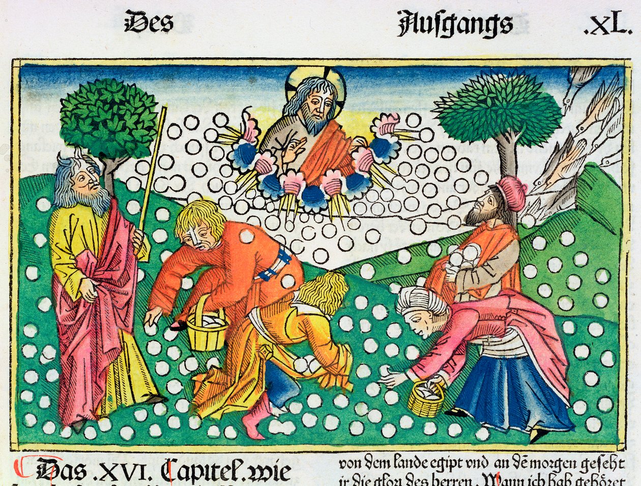 Éxodo 16:13-22: Dios provee codornices y maná a los israelitas de Unbekannt