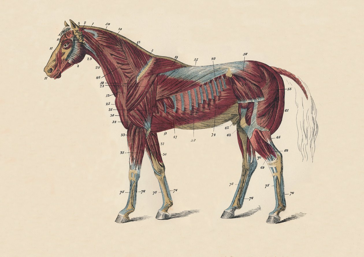 Músculos y tendones externos del cuerpo del caballo, c. 1879 de Unbekannt