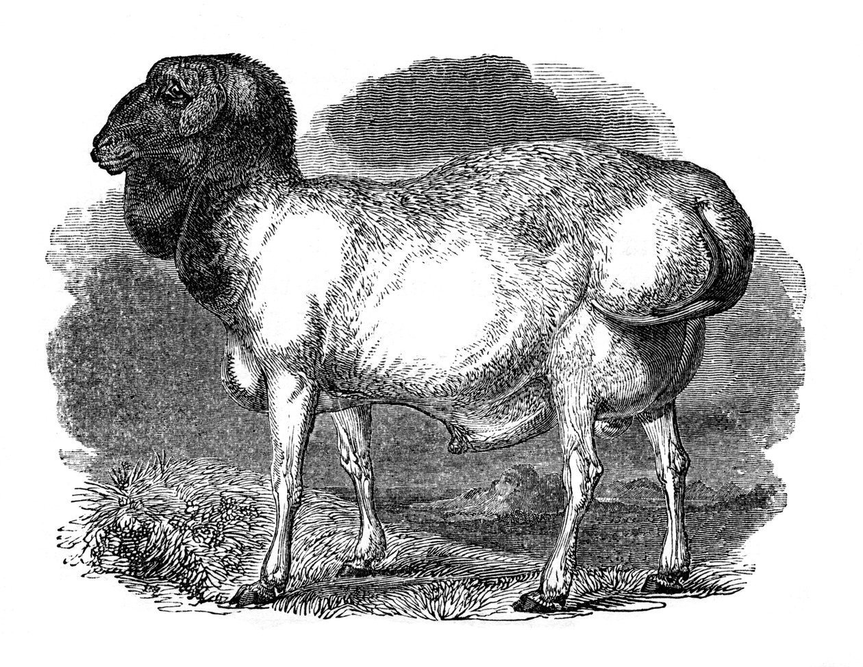 Oveja de rabadilla gorda de Tartaria, 1848 de Unbekannt