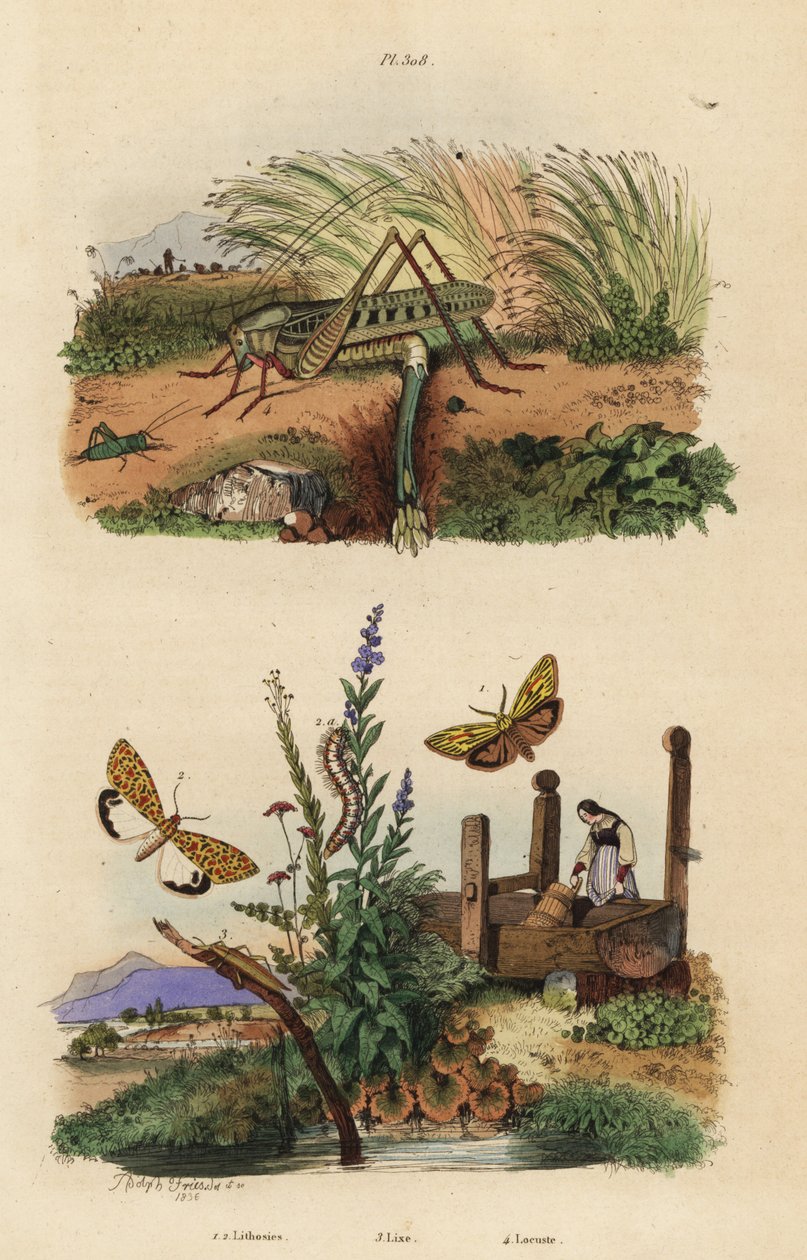 Langosta mordedora de verrugas hembra poniendo huevos, Decticus verrucivorus 4, polilla de pie emplumado, Spiris striata 1, y polilla manchada de carmesí, Utetheisa pulchella 2, y escarabajo Lixus paraplecticus 3. Lithosies, lixe, locuste de Unbekannt