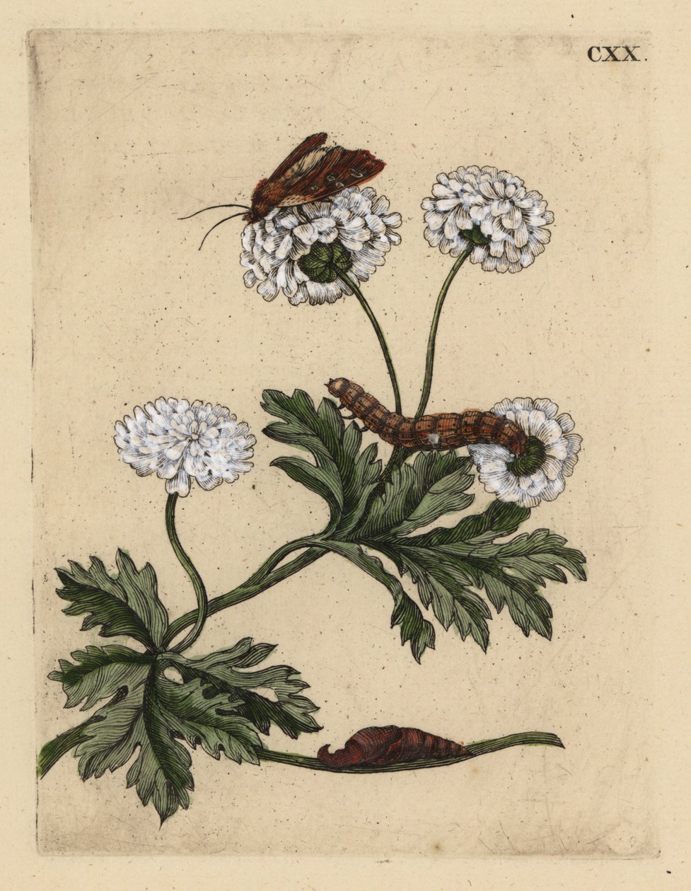 Matricaria, Tanacetum parthenium, con polilla, oruga y pupa, CXX de Unbekannt