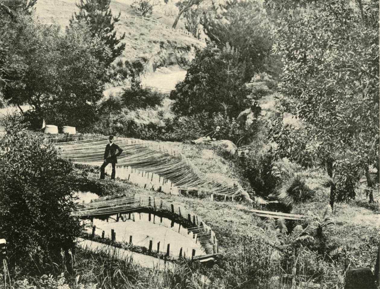 Estanques de peces, Ercildoune, cerca de Ballarat, 1901 de Unbekannt