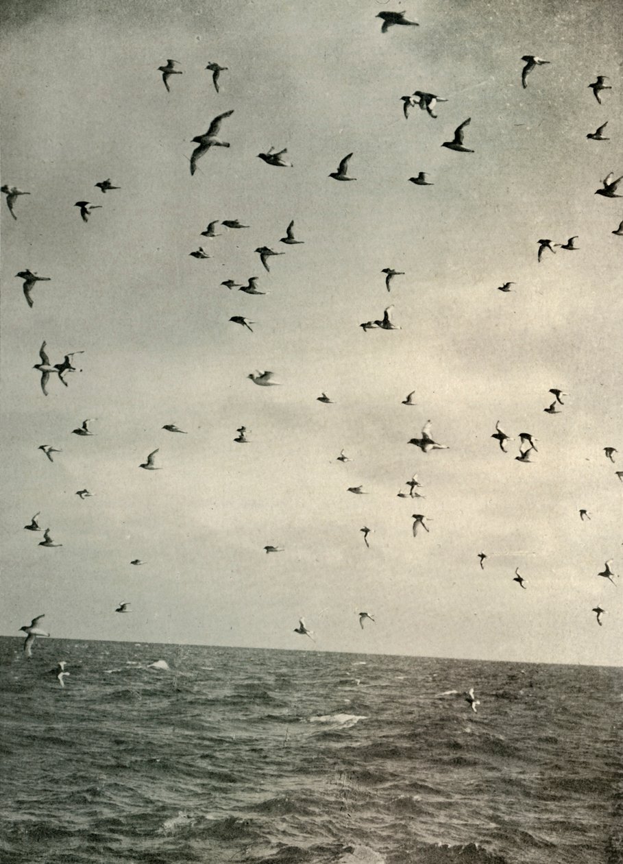 Vuelo de petreles antárticos, c1908, 1909 de Unbekannt