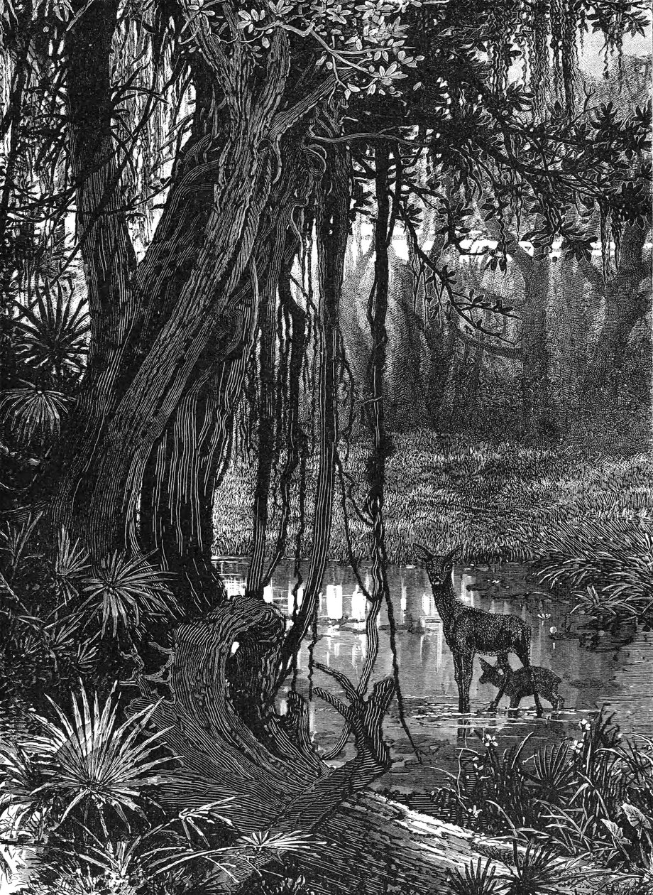 Everglades de Florida, EE.UU., c. 1885 de Unbekannt