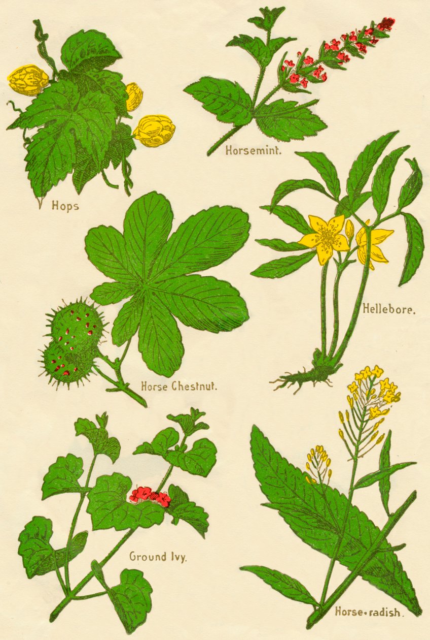 Flores: Lúpulo, Menta de caballo, Castaño de Indias, Hellebore, Hiedra terrestre, Rábano picante, c1940 de Unbekannt
