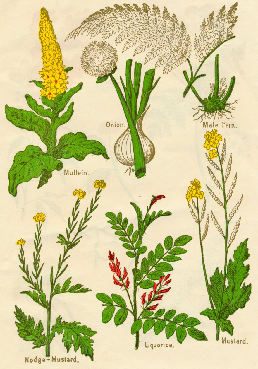 Flores: Gordolobo, Cebolla, Helecho macho, Mostaza de nódulo, Regaliz, Mostaza, c1940 de Unbekannt