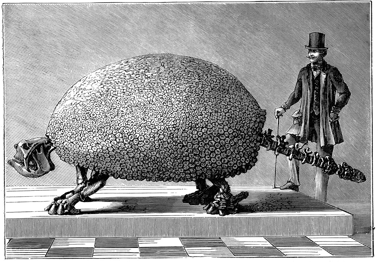 Fósil de un armadillo gigante de Sudamérica, c. 1890 de Unbekannt