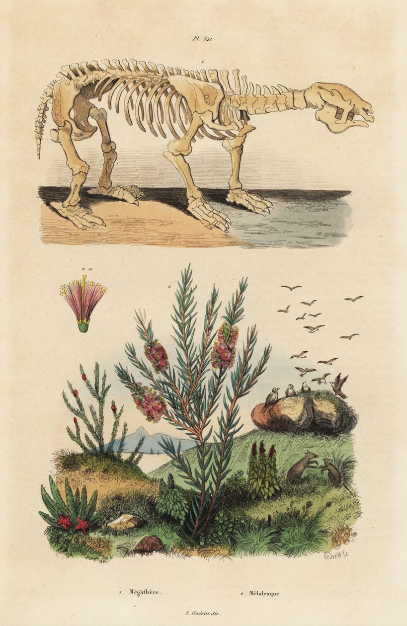 Esqueleto fósil de un perezoso gigante extinto, Megatherium americanum, y arbusto de árbol de té o mirto de miel, especies de Melaleuca de Unbekannt