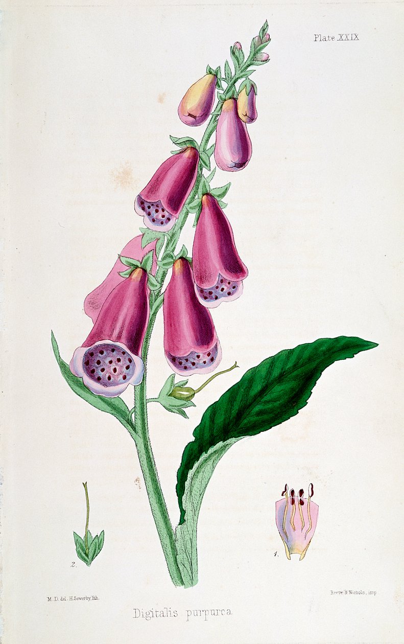 Dedalera Digitalis purpurea, siglo XIX de Unbekannt