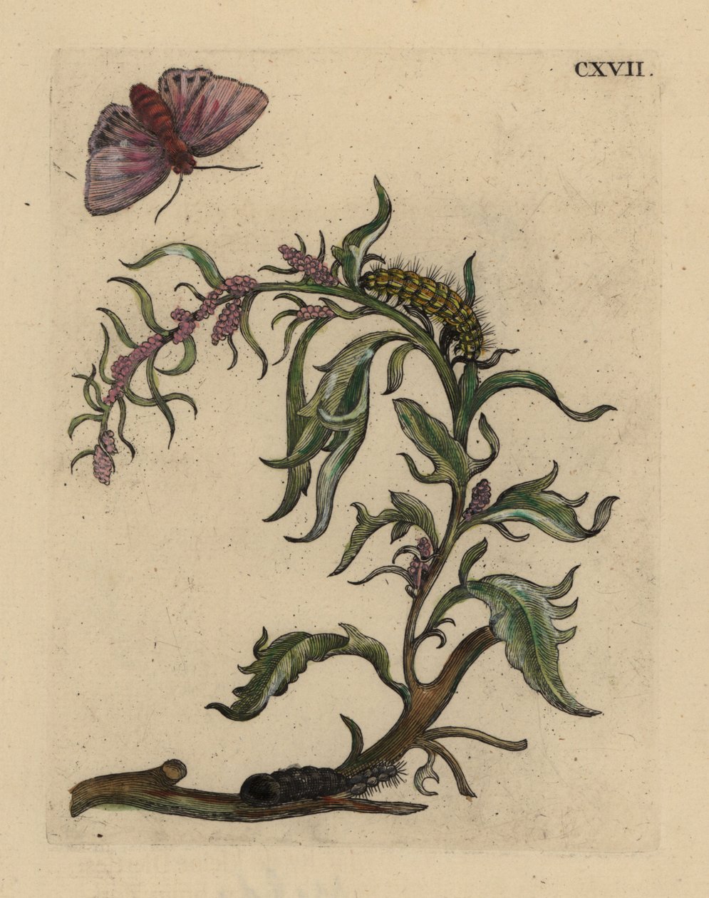 Acelga de jardín, Atriplex hortensis, con polilla, oruga y pupa de Unbekannt