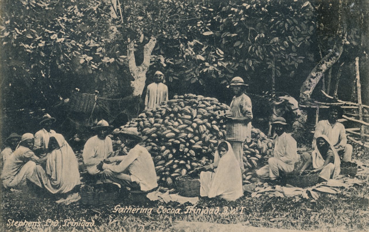 Recolección de cacao, Trinidad, B.W.I., principios del siglo XX de Unbekannt