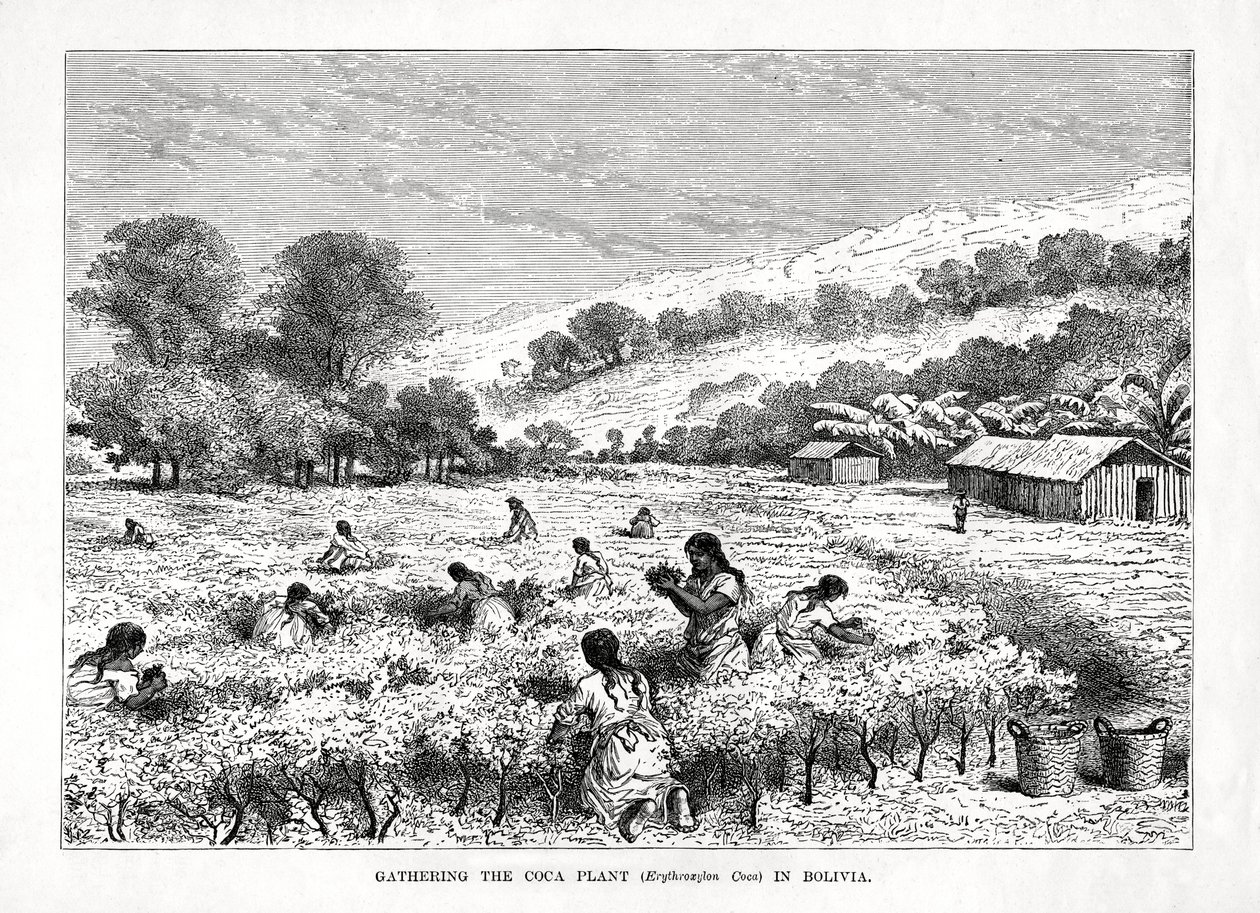 Recolección de la planta de coca Erythroxylum coca en Bolivia, 1877 de Unbekannt