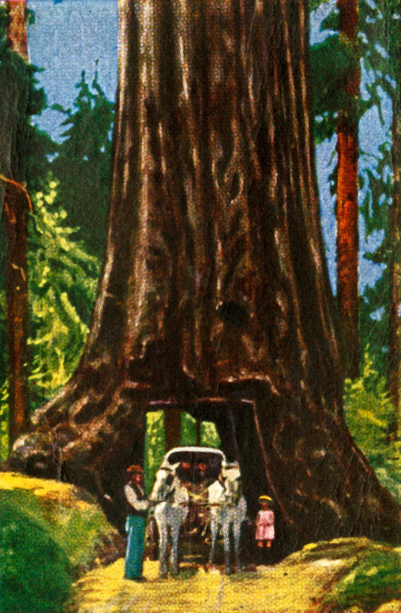 Secuoya gigante en California de Unbekannt