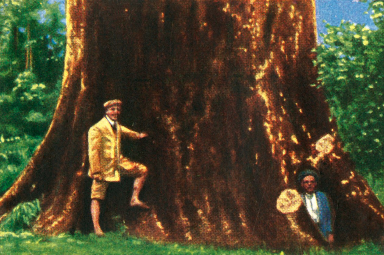 Árbol gigante en Brasil, c. 1928 de Unbekannt