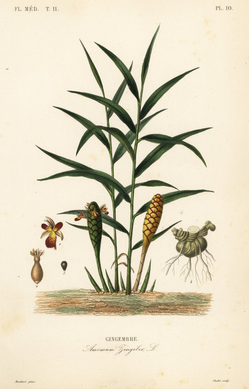 Jengibre o raíz de jengibre, Zingiber officinale, Amomum zingiber de Unbekannt