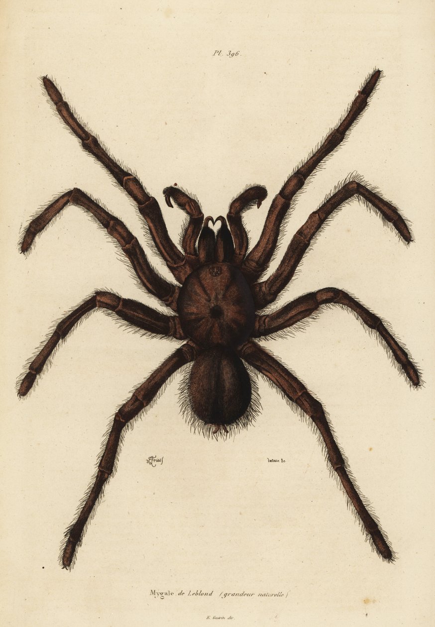 Araña Goliat comedora de aves, Theraphosa blondi de Unbekannt
