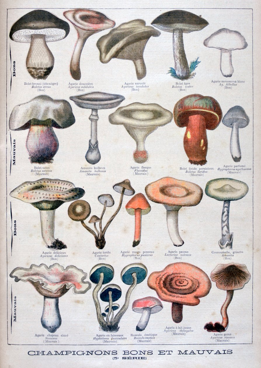 Hongos buenos y malos, 1896 de Unbekannt