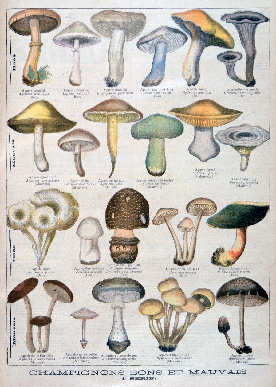 Hongos buenos y malos, 1896 de Unbekannt