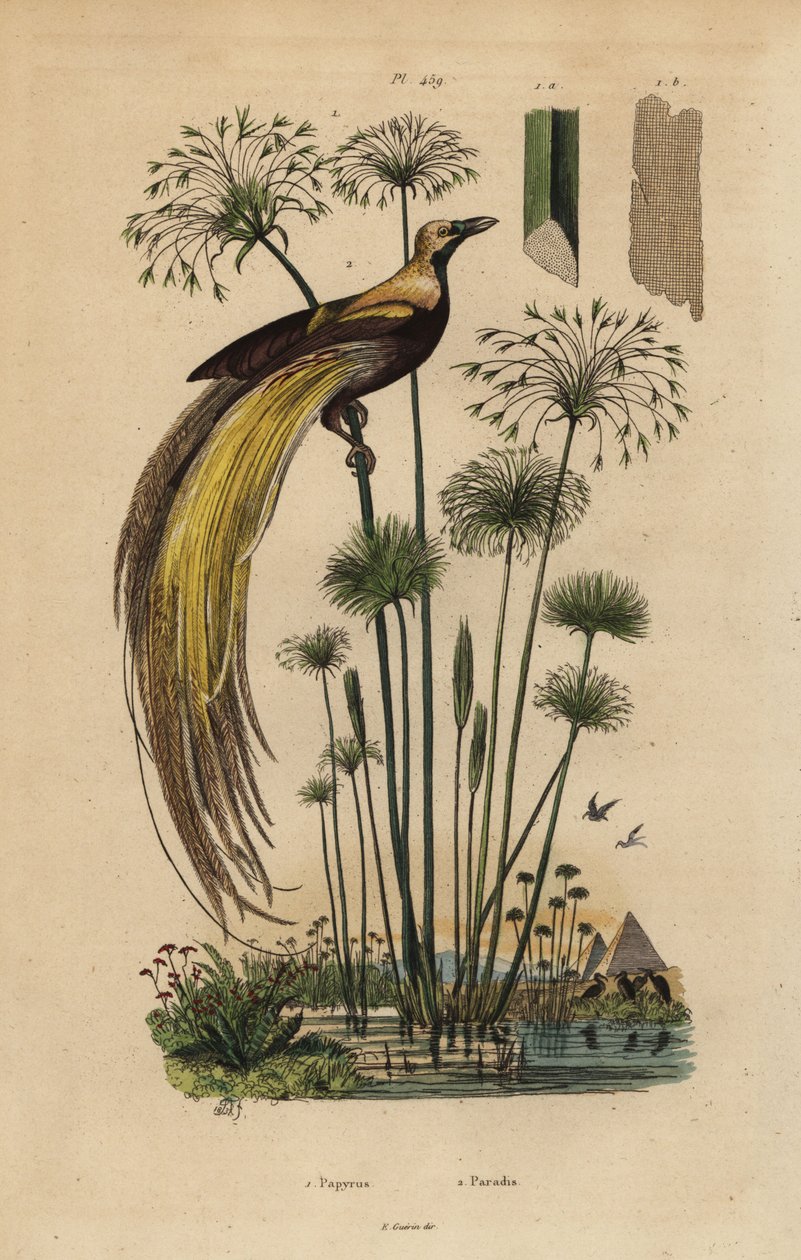 Ave del paraíso mayor, Paradisaea apoda, y hierba de papiro, Cyperus papyrus de Unbekannt