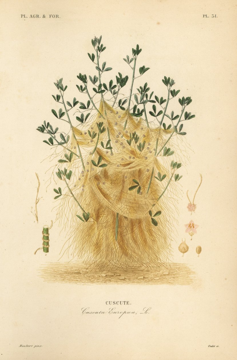 Cuscuta mayor o cuscuta europea de Unbekannt