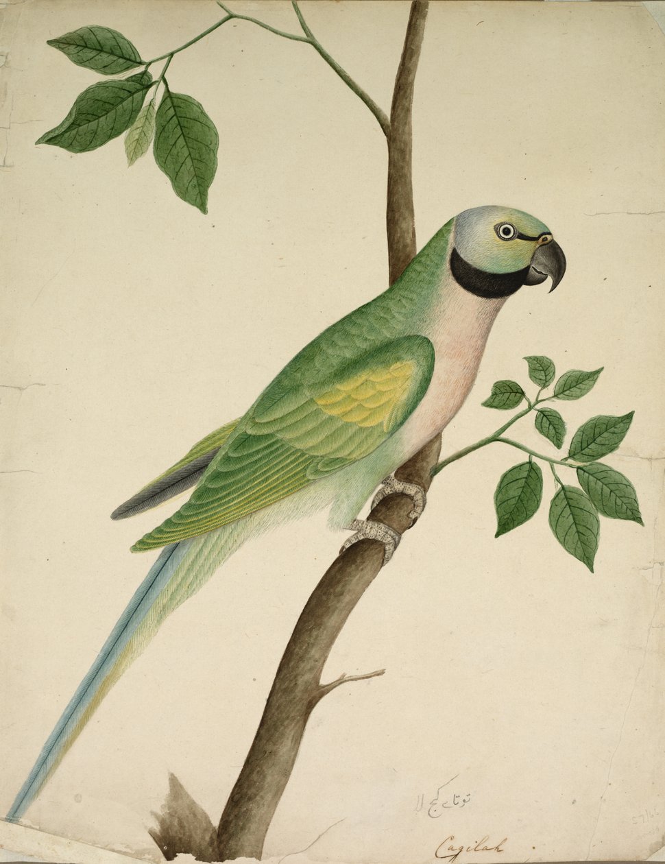 Loro verde, c. 1820 de Unbekannt