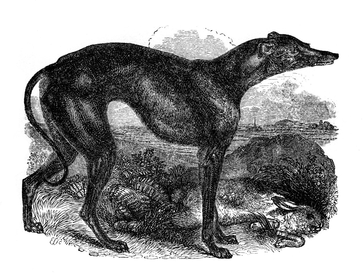 Galgo de Unbekannt