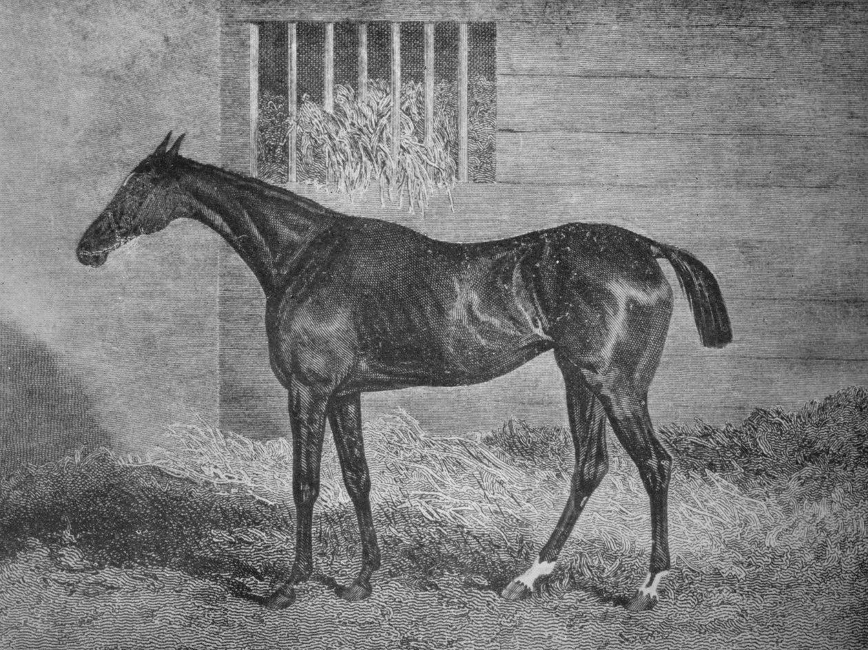 Gulnare, siglo XIX, 1911 de Unbekannt