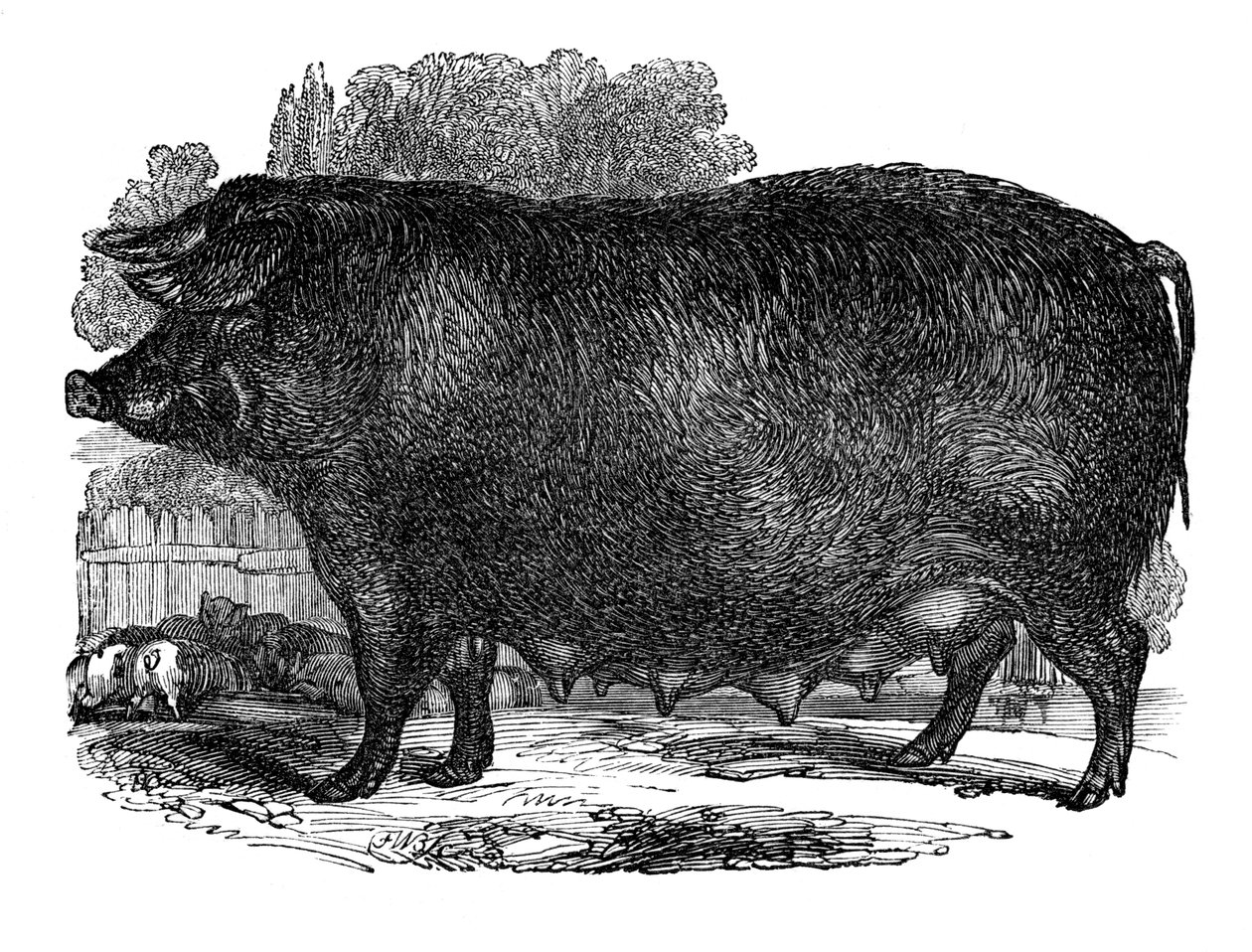 Cerda de Hampshire, 1848 de Unbekannt