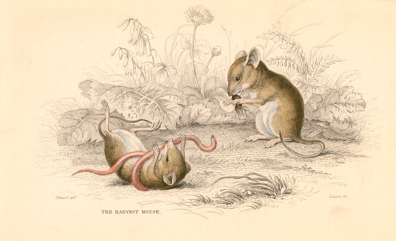 Ratón de cosecha Micromys minutus del Viejo Mundo, 1828 de Unbekannt